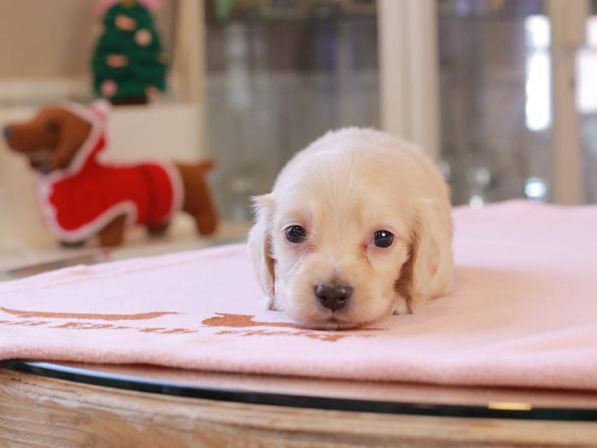 カニンヘンダックスフンド おんぷ ＆ スルガの子犬 ペールイエロー 男の子