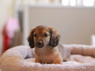 Kaninchen_Dachshund_8277
