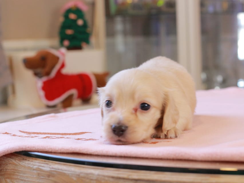 カニンヘンダックスフンド おんぷ ＆ スルガの子犬 ペールイエロー 男の子