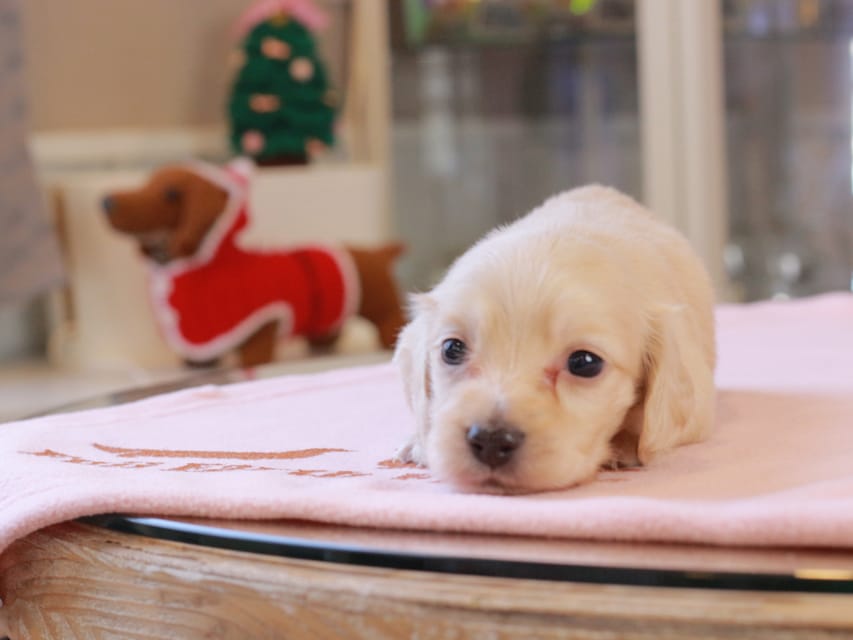 カニンヘンダックスフンド おんぷ ＆ スルガの子犬 ペールイエロー 男の子
