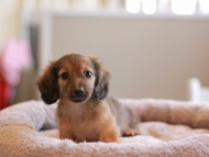 Kaninchen_Dachshund_8281