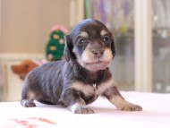 Kaninchen_Dachshund_8293