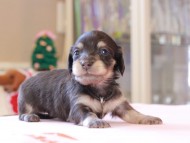 Kaninchen_Dachshund_8296