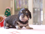 Kaninchen_Dachshund_8297