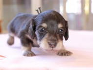 Kaninchen_Dachshund_8305 Kaninchen_Dachshund_8305