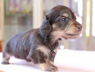 Kaninchen_Dachshund_8309