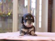 Kaninchen_Dachshund_8318