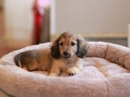 Kaninchen_Dachshund_8321