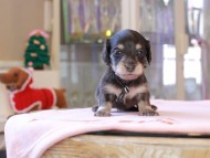 Kaninchen_Dachshund_8324