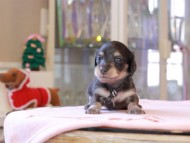 Kaninchen_Dachshund_8328