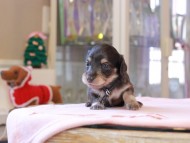 おんぷ ＆ スルガの子犬 ブラックイエロー 女の子（1） カニンヘンダックスフンド