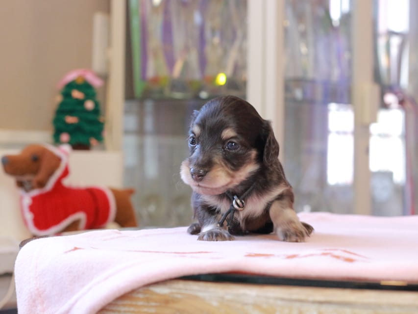 カニンヘンダックスフンド おんぷ ＆ スルガの子犬 ブラックイエロー 女の子（1）