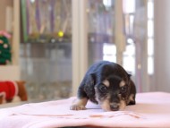 おんぷ ＆ スルガの子犬 ブラックイエロー 女の子（2） カニンヘンダックスフンド