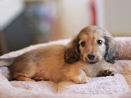 Kaninchen_Dachshund_8336