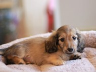 Kaninchen_Dachshund_8337