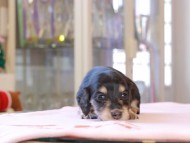 Kaninchen_Dachshund_8337 Kaninchen_Dachshund_8337