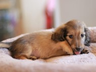 Kaninchen_Dachshund_8339
