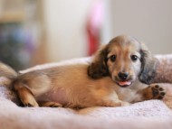 Kaninchen_Dachshund_8341 Kaninchen_Dachshund_8341