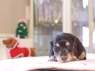 Kaninchen_Dachshund_8341