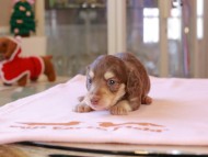 Kaninchen_Dachshund_8349