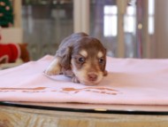 Kaninchen_Dachshund_8351