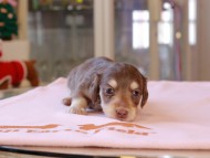 Kaninchen_Dachshund_8353