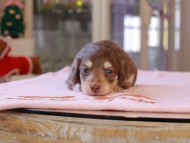 Kaninchen_Dachshund_8356