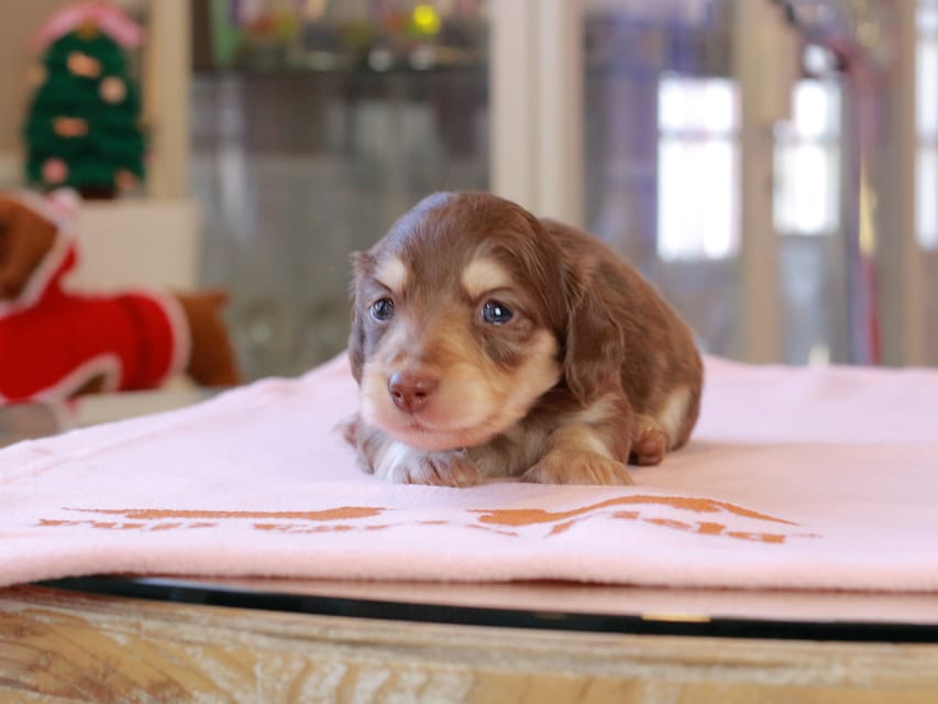 カニンヘンダックスフンド おんぷ ＆ スルガの子犬 チョコイエロー 女の子