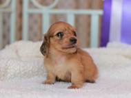 Kaninchen_Dachshund_8361 Kaninchen_Dachshund_8361