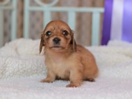 Kaninchen_Dachshund_8362