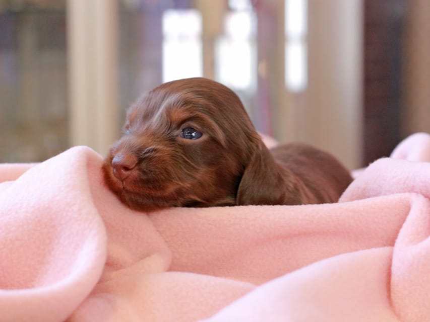 カニンヘンダックスフンド ルフラン & ブルースの子犬 チョコタン 女の子Kaninchen_Dachshund_8364 カニンヘンダックスフンド ルフラン & ブルースの子犬 チョコタン 女の子