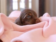 Kaninchen_Dachshund_8366