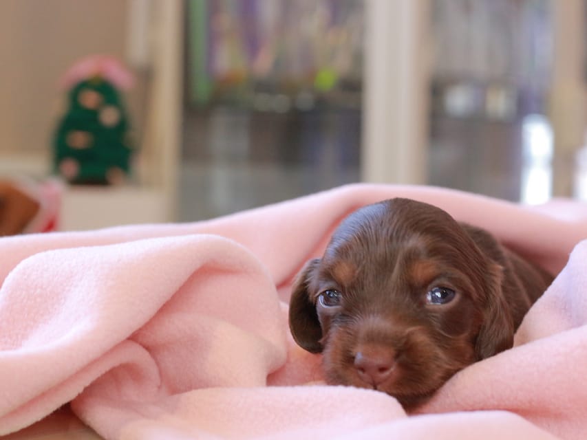 カニンヘンダックスフンド ルフラン & ブルースの子犬 チョコタン 女の子Kaninchen_Dachshund_8369 カニンヘンダックスフンド ルフラン & ブルースの子犬 チョコタン 女の子