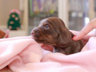 Kaninchen_Dachshund_8370