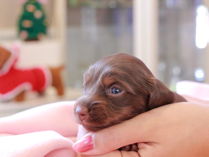 カニンヘンダックスフンド ルフラン & ブルースの子犬 チョコタン 女の子Kaninchen_Dachshund_8373 カニンヘンダックスフンド ルフラン & ブルースの子犬 チョコタン 女の子