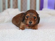 Kaninchen_Dachshund_8378 Kaninchen_Dachshund_8378