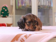 Kaninchen_Dachshund_8381