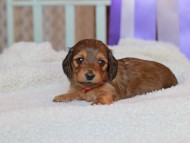 Kaninchen_Dachshund_8382 Kaninchen_Dachshund_8382