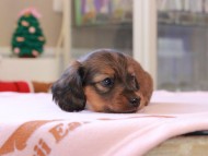 Kaninchen_Dachshund_8385