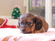 ゆきとら ＆ 竹千代の子犬 レッド 男の子 カニンヘンダックスフンド