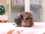 Kaninchen_Dachshund_8388