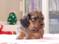 Kaninchen_Dachshund_8389