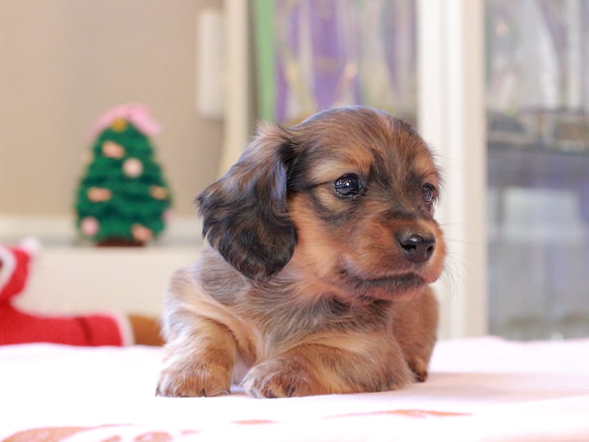 カニンヘンダックスフンド ゆきとら ＆ 竹千代の子犬 レッド 男の子