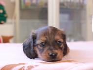 Kaninchen_Dachshund_8397