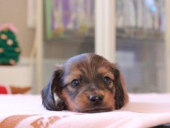 Kaninchen_Dachshund_8399