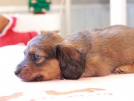 Kaninchen_Dachshund_8408