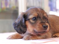Kaninchen_Dachshund_8410