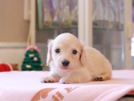 Kaninchen_Dachshund_8417