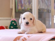 Kaninchen_Dachshund_8418