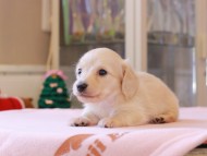 ゆきとら ＆ 竹千代の子犬 ペールイエロー 男の子 カニンヘンダックスフンド